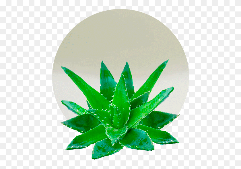 478x530 Comwp Vera Concentrate 2 Crema Mani Aloe Vera Irge, Aloe, Plant, Leaf HD PNG Download