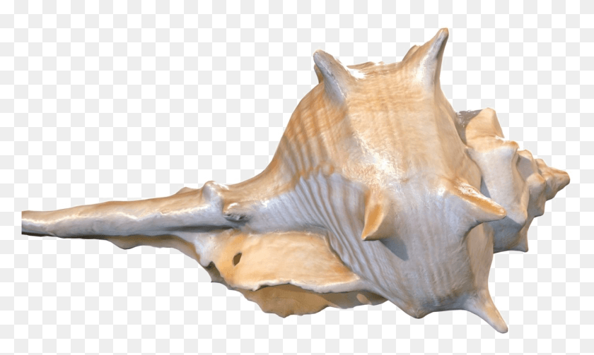 1409x801 Conch Background Image Conch 3d Model Free, Seashell, Invertebrate, Sea Life HD PNG Download