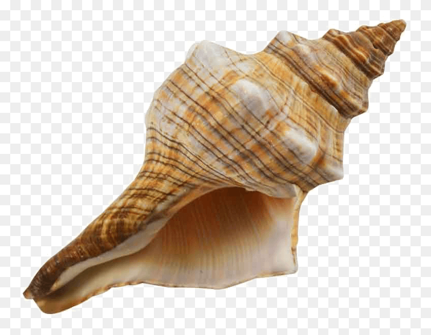 753x593 Conch Image Conch Shell, Seashell, Invertebrate, Sea Life HD PNG Download
