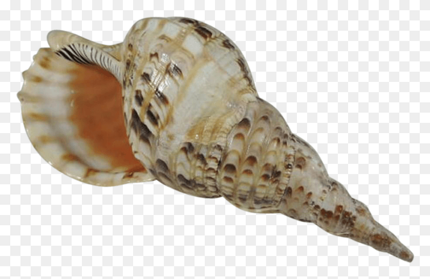 914x569 Conch Images Free Shell With Transparent Background, Seashell, Invertebrate, Sea Life HD PNG Download