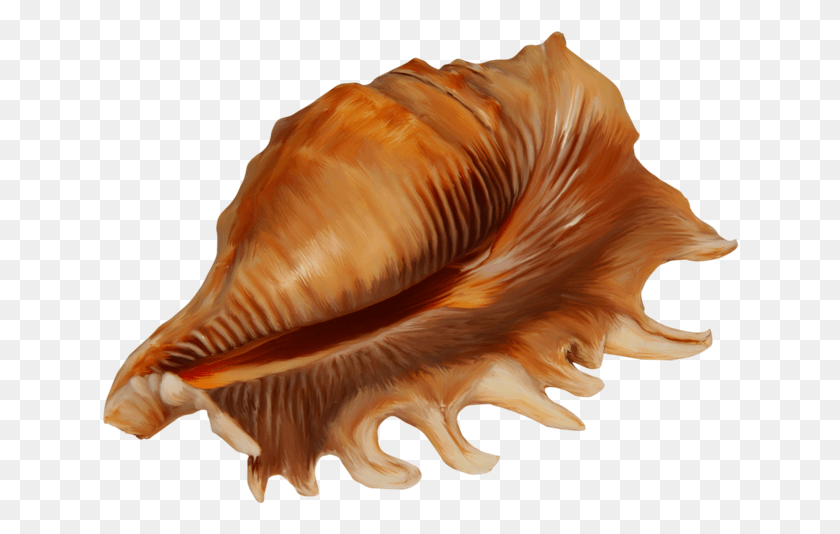 638x474 Conch Rakushka Klipart Na Prozrachnom Fone, Seashell, Invertebrate, Sea Life HD PNG Download
