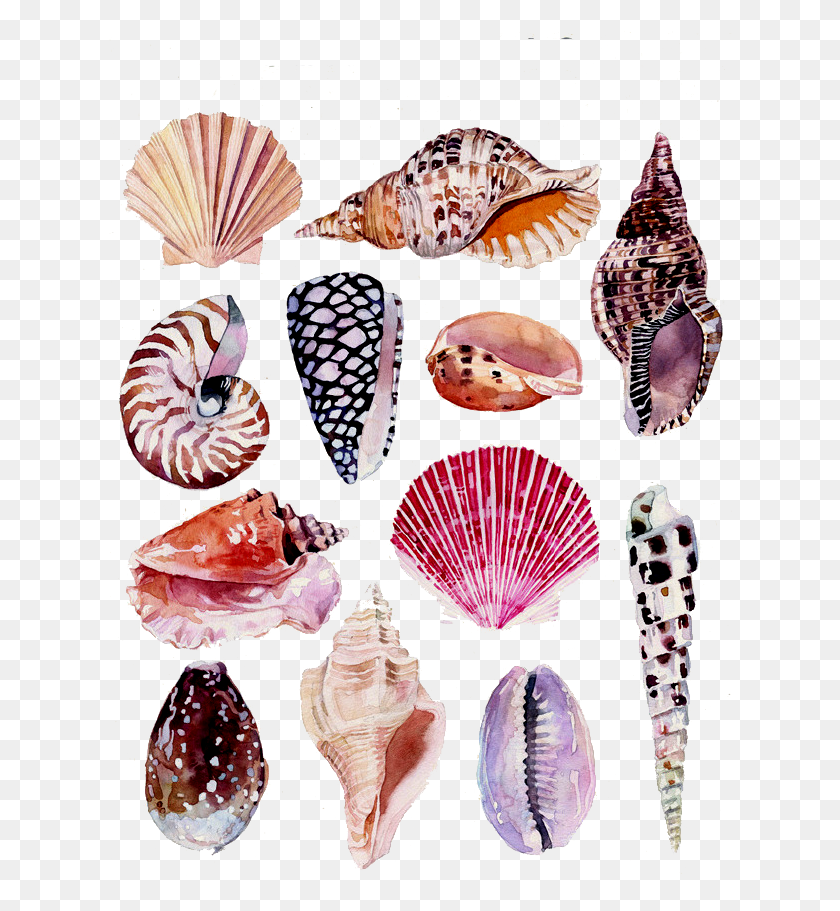 624x851 Conch Shell Botanical Drawings Shells, Invertebrate, Animal, Seashell HD PNG Download