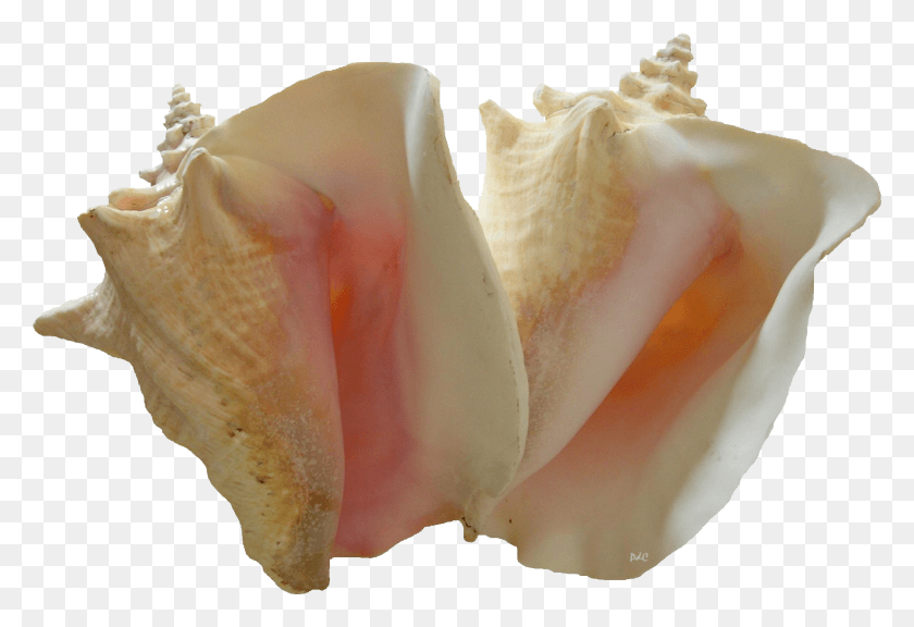 1788x1185 Conch Shell Pic Conchs, Seashell, Invertebrate, Sea Life HD PNG Download