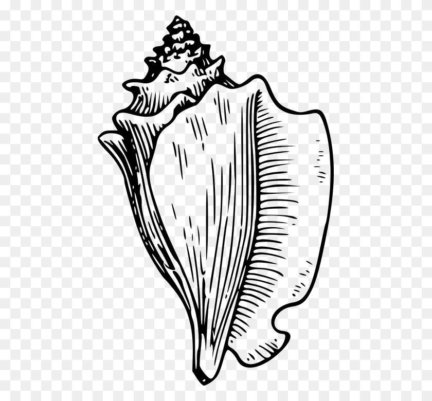 459x720 Conch Shell Sound Beach Ocean Seashell Aquatic Conch Shell Clip Art, Gray, World Of Warcraft HD PNG Download