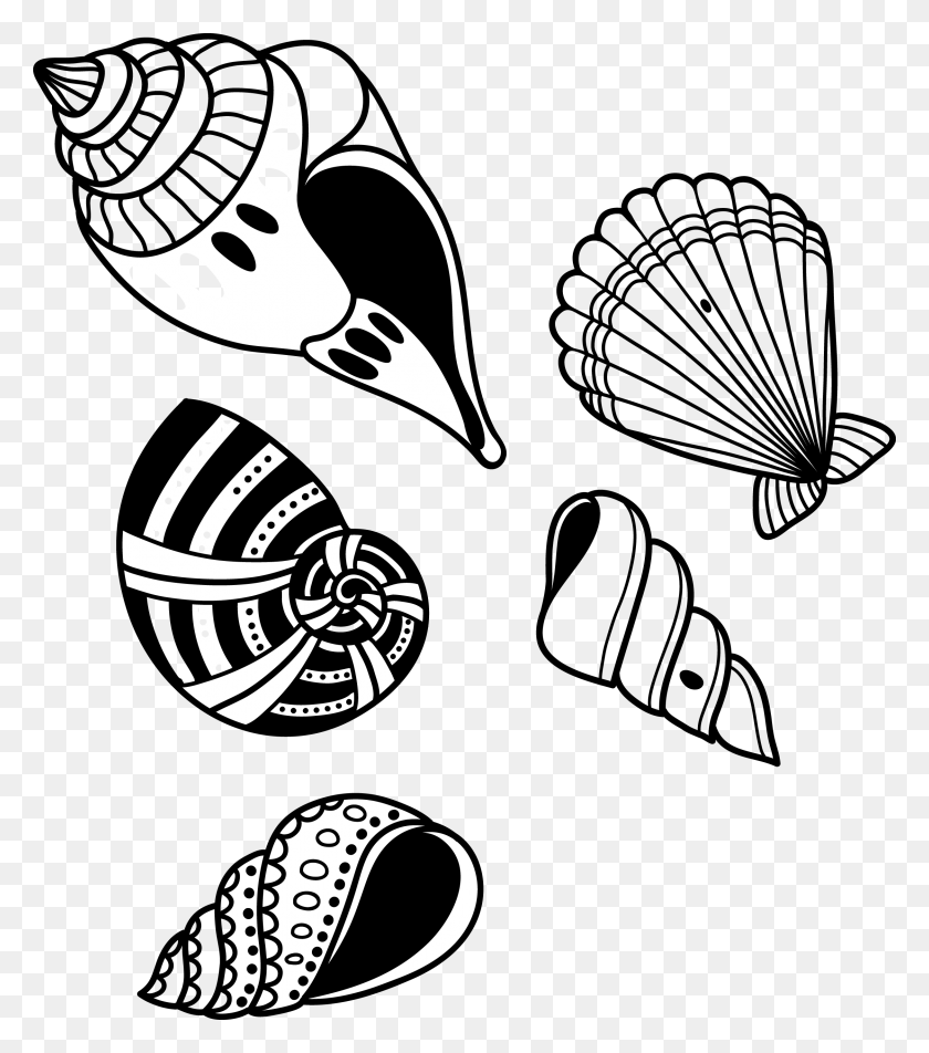 2244x2569 Conch Shell Transprent Vector Graphics, Seed, Grain, Produce HD PNG Download