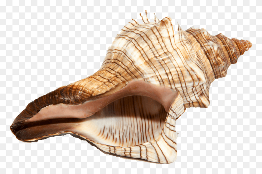 784x501 Conch Shell White Background, Seashell, Invertebrate, Sea Life HD PNG Download