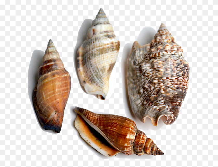 628x585 Conch This Family Of Shells Is Characterized By Having Shell, Seashell, Invertebrate, Sea Life HD PNG Download