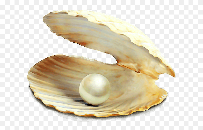 623x477 Concha Mar Live Pearl Parties On Facebook, Egg, Food, Accessories HD PNG Download