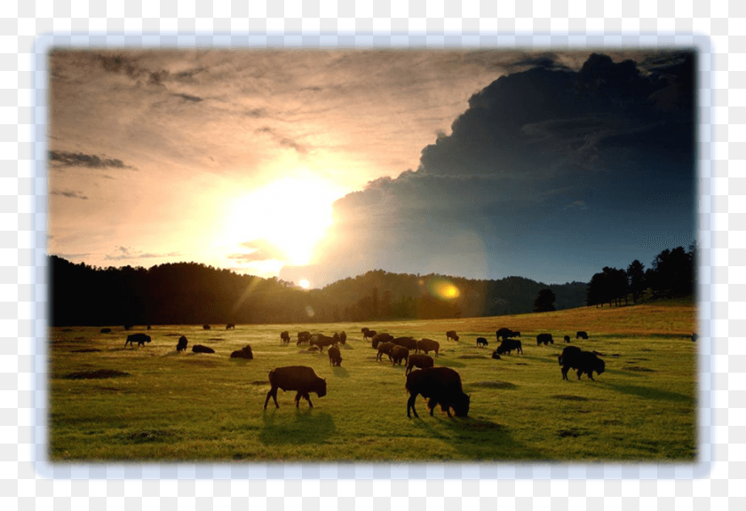 915x606 Заключение Красивые Изображения Южной Дакоты, Коровы, Крупного Рогатого Скота, Млекопитающих Hd Png Скачать