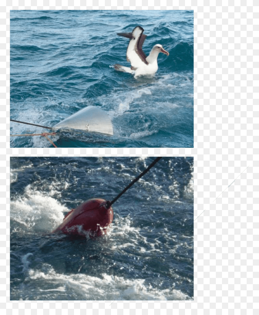 826x1017 Cone Deployed On In Shore Trawl Warp Cable To Prevent Tern, Bird, Animal, Sea Life HD PNG Download