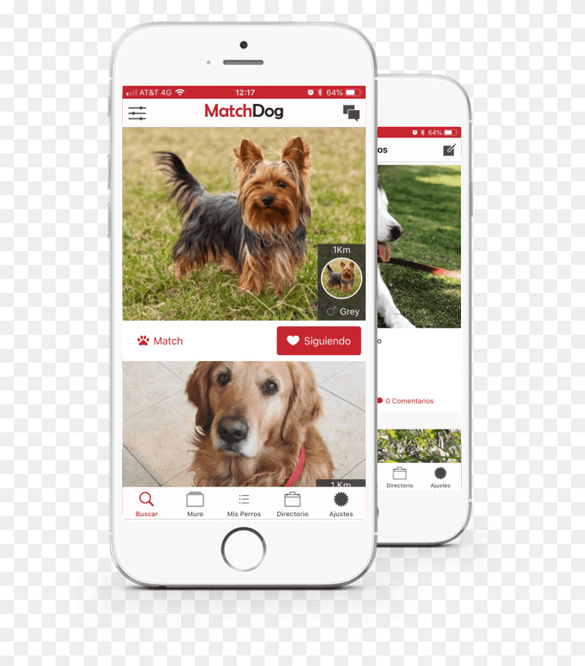 635x895 Conectando A Los Perros Del Mundo Yorkshire Terrier, Dog, Pet, Canine HD PNG Download