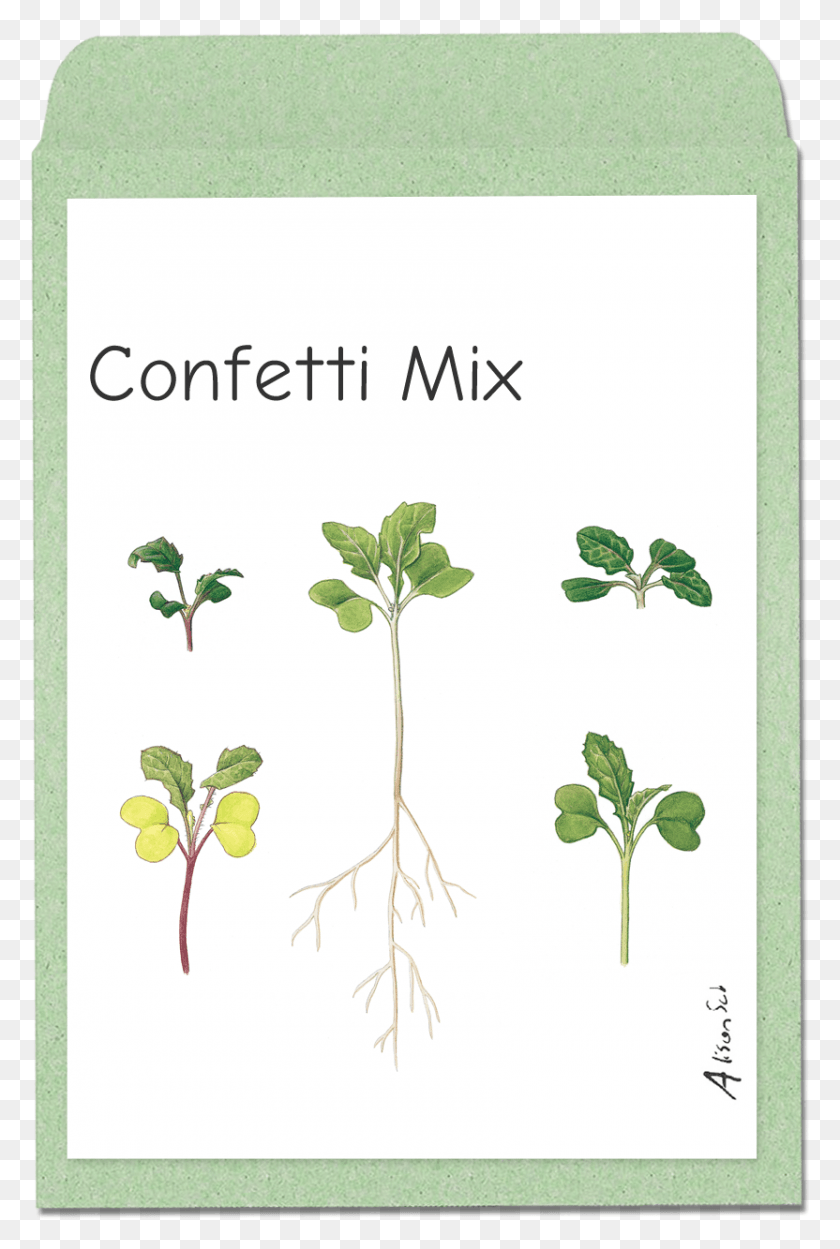 832x1269 Confettimix Herbal, Plant, Potted Plant, Vase HD PNG Download