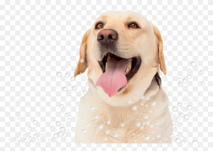 1287x883 Congas Pet Grooming Dog Yawns, Labrador Retriever, Canine, Animal HD PNG Download