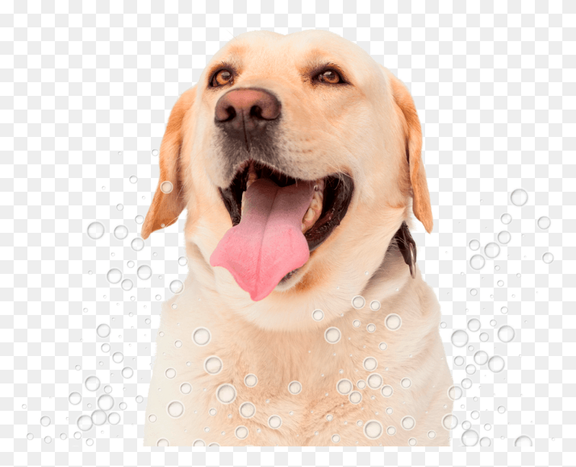 1106x883 Congas Pet Grooming Labrador Retriever, Animal, Labrador Retriever, Dog HD PNG Download