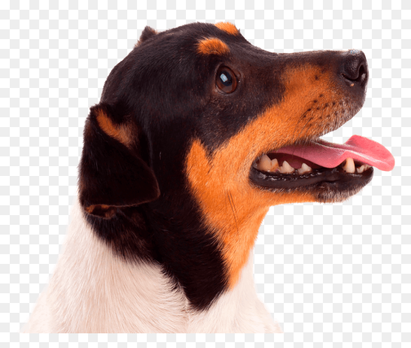 843x705 Собака-Компаньон Congas Pet Hotel, Собака, Животное, Млекопитающее Hd Png Скачать