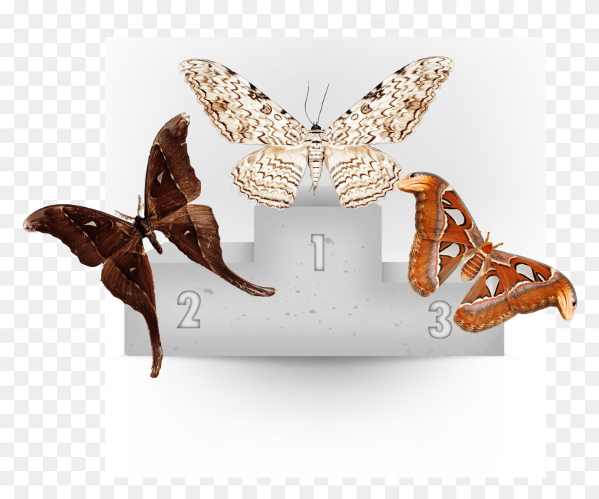 1433x1175 Congrats To The White Witch Moth For Being The Largest, Animal, Insect, Invertebrate HD PNG Download