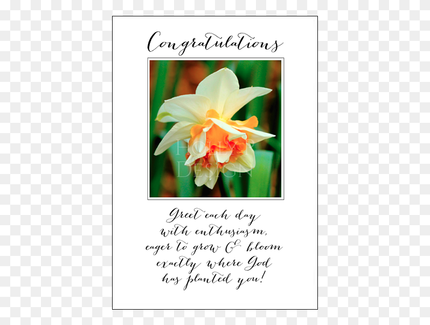 403x575 Congratulations Greet Each Day, Plant, Flower, Blossom HD PNG Download