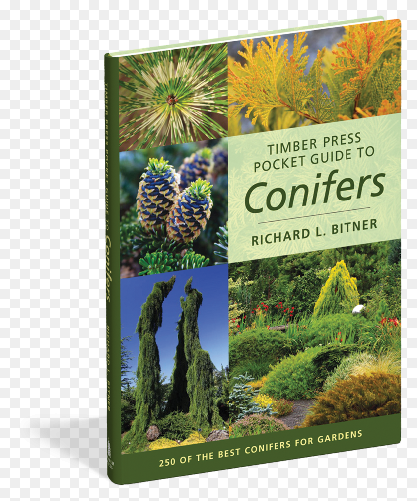 1336x1623 Conifer Books, Tree, Plant, Pineapple Descargar Hd Png