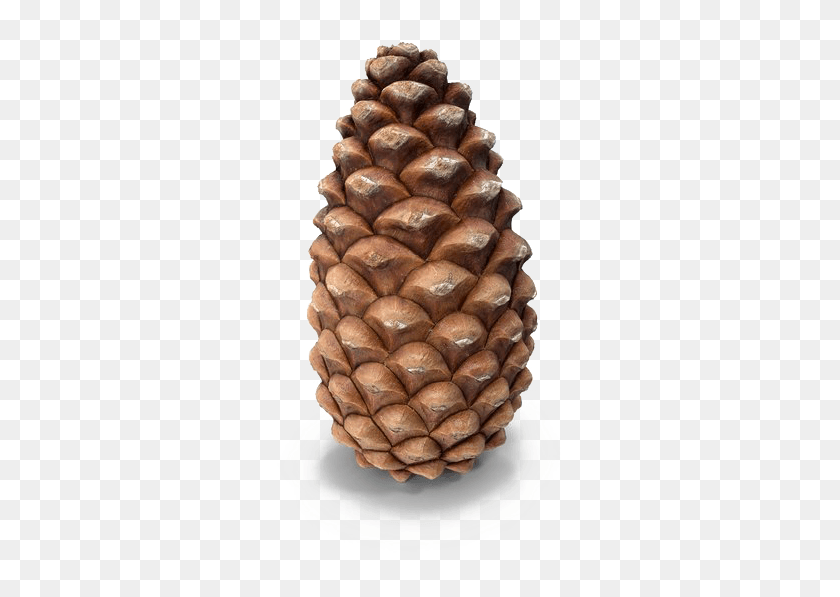 383x537 Conifer Cone, Plant, Tree, Wedding Cake HD PNG Download