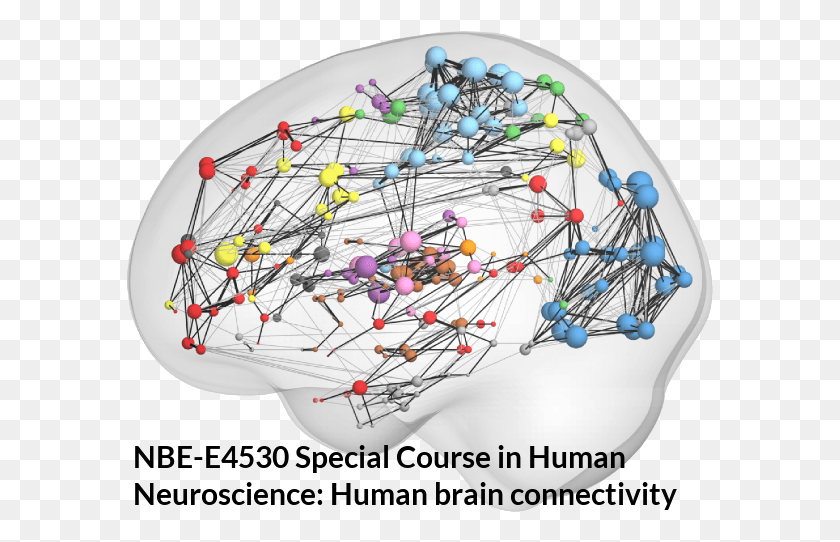 587x482 Connectivity Of The Brain, Network HD PNG Download