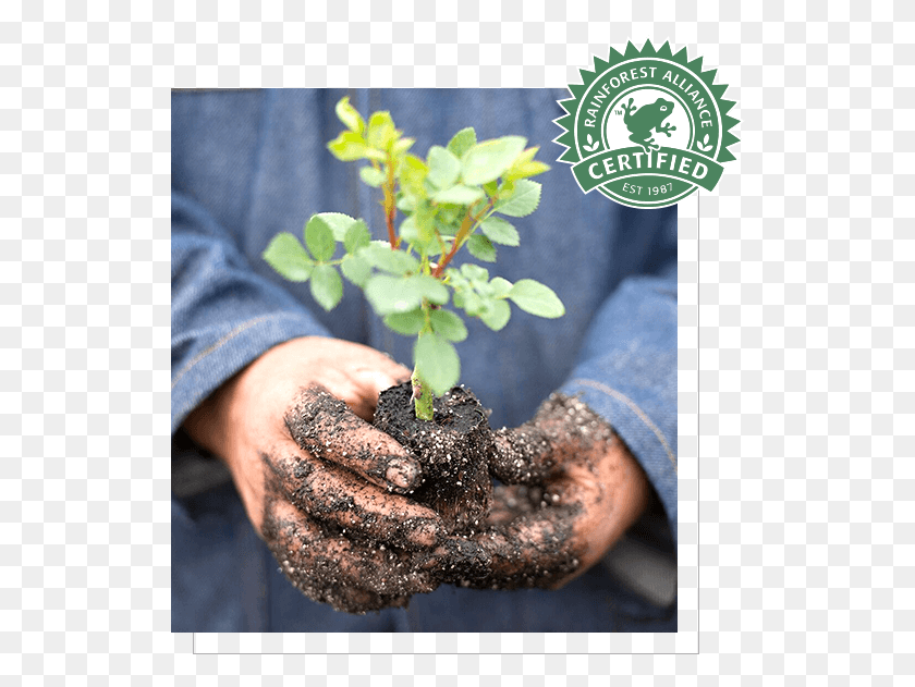 528x571 Conscious Growing Rainforest Alliance Certified, Outdoors, Garden, Planting HD PNG Download