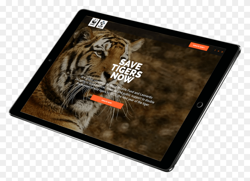 892x631 Conservation Event In April 2016 And Featured On High Profile Tablet Computer, Electronics, Tablet Computer, Cat HD PNG Download