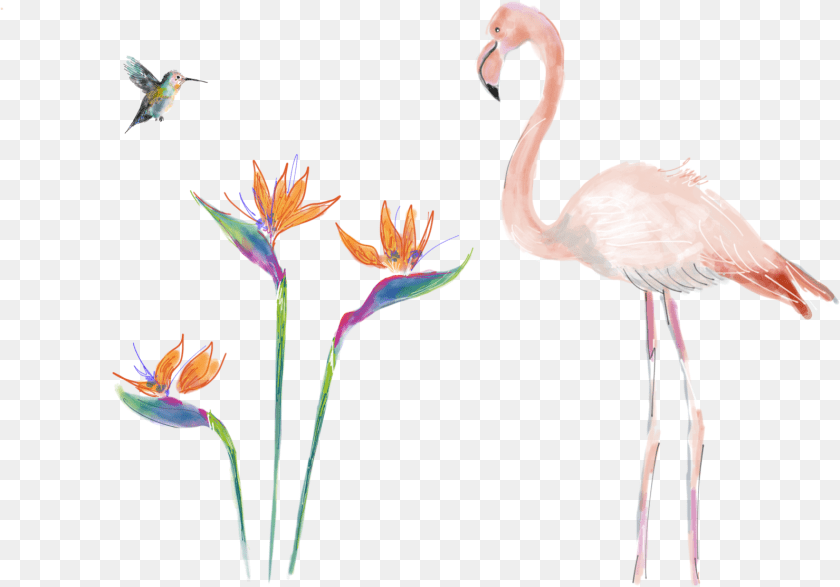 1592x1112 Contact Agathestsgmail Com Bird, Animal, Beak, Plant, Flamingo Sticker PNG