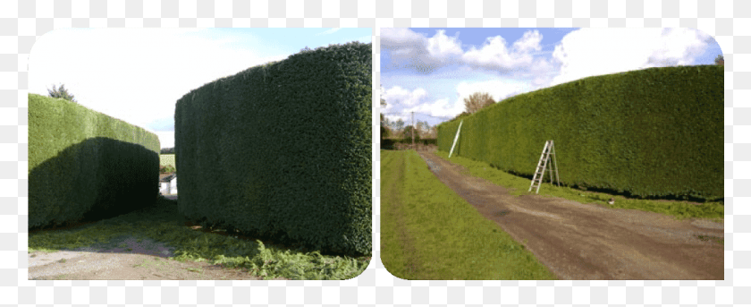 1105x402 Contact Treecology Hedge, Bush, Vegetation, Plant HD PNG Download