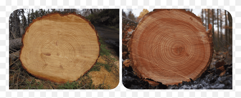 1105x402 Contact Treecology Tree With No Rings, Wood, Plant, Tree Stump HD PNG Download