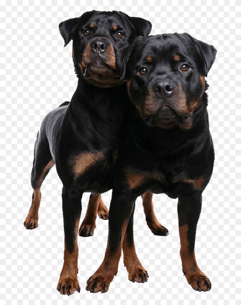 680x999 Descargar Png Rottweiler, Perro, Mascota, Canino Hd Png