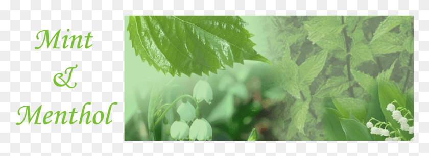 1008x318 Свяжитесь С Нами Ulmus Alata, Лист, Растение, Зеленый Hd Png Скачать