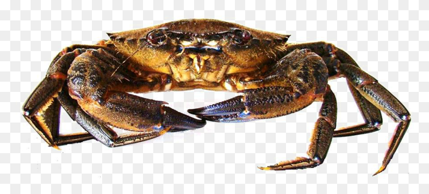 897x369 Contacta Con Nosotros Dungeness Crab, Seafood, Food, Lobster HD PNG Download