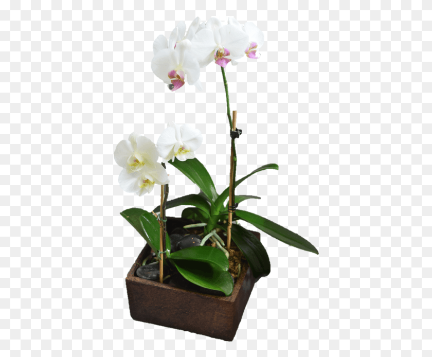 400x634 Орхидея Орхидея Мотылек, Растение, Цветок, Цветение Png Скачать