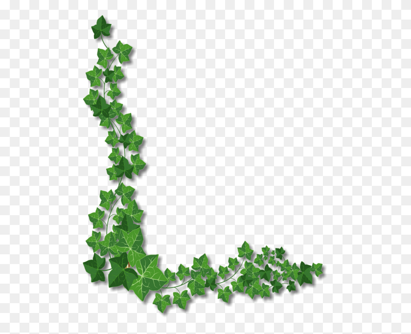 504x623 Content On This, Plant, Leaf, Ivy HD PNG Download