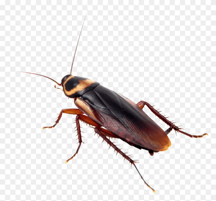 1338x1242 Control Cockroach Problems With Flick Anticimex Black Cricket Insect Uk, Invertebrate, Animal HD PNG Download