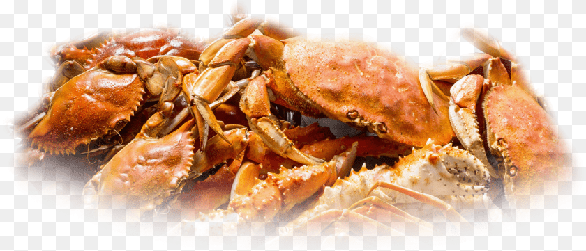 1758x755 Cooked Blue Claw Crab Food, Seafood, Animal, Invertebrate Transparent PNG