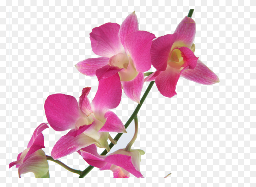 800x567 Descargar Png / Orquídea De Cooktown, Planta, Flor, Flor Hd Png