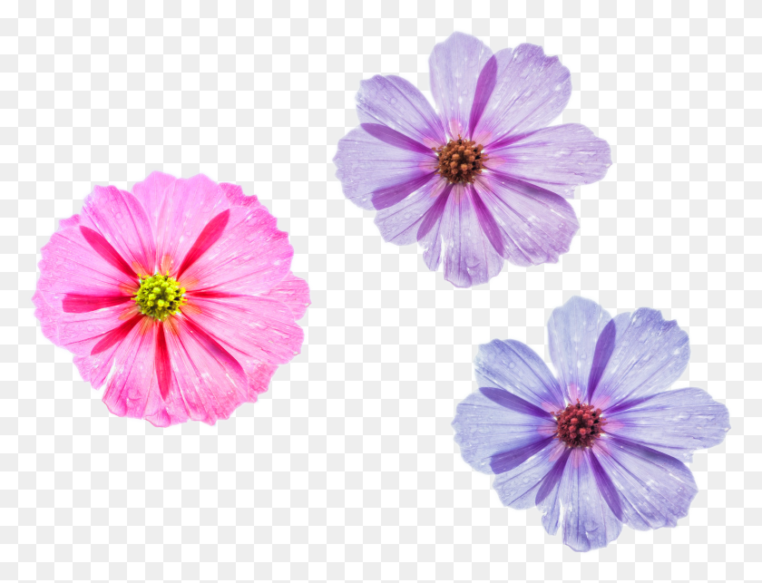 2411x1805 Cool Flower Three Different Styles To Choose Pink Flower Background For Desktop, Geranium, Plant, Blossom HD PNG Download