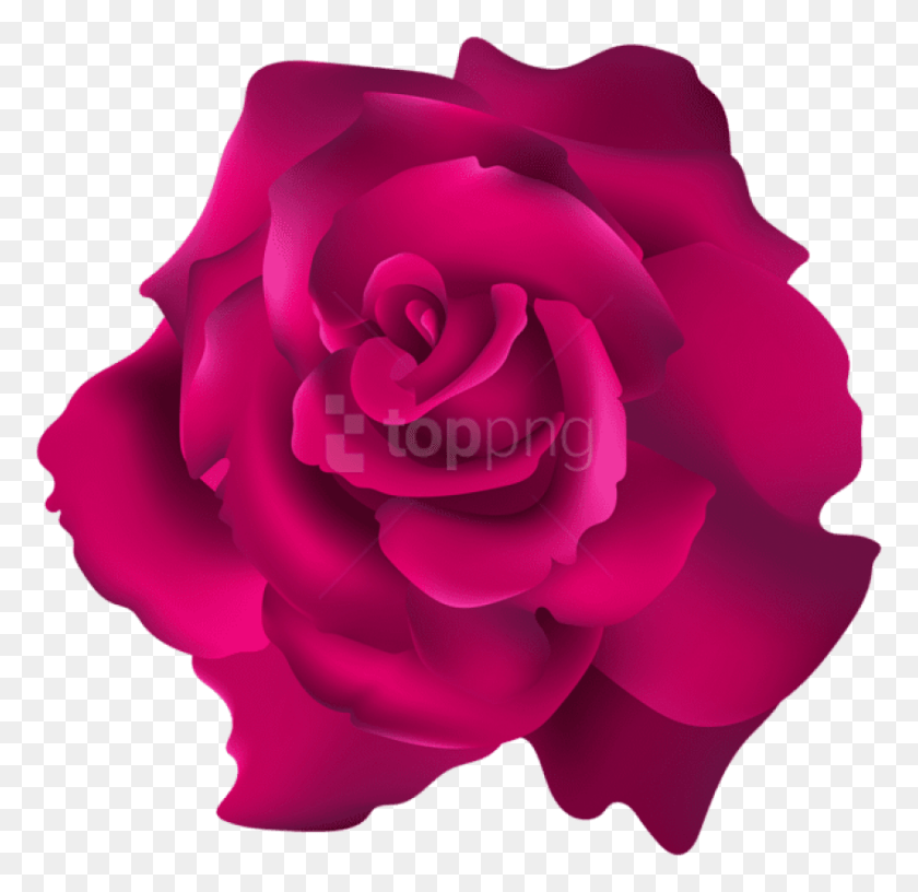 850x824 Cool Free Pink Rose Transparent Images Hybrid Tea Rose, Flower, Plant, Blossom HD PNG Download