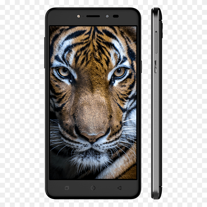 481x778 Coolpad Note 5 Tiger Coolpad Note 5 Space Gray Colour, Wildlife, Mammal, Animal HD PNG Download