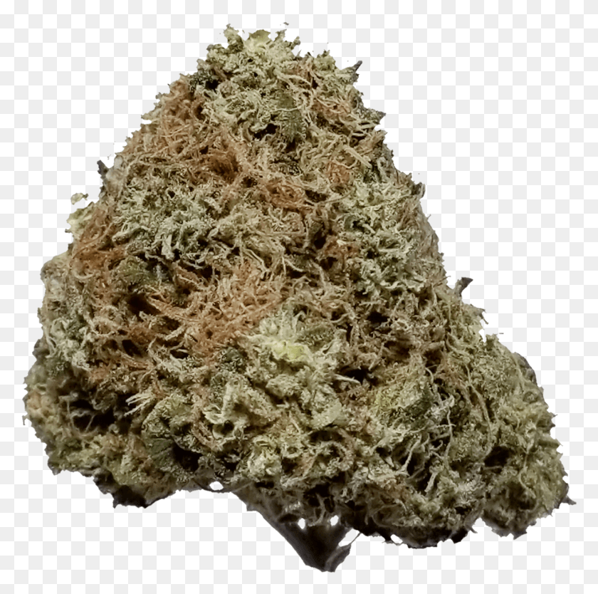 1453x1443 Copper Chem Nug Photo Forbidden Fruit Leafly, Plant, Weed, Pineapple HD PNG Download