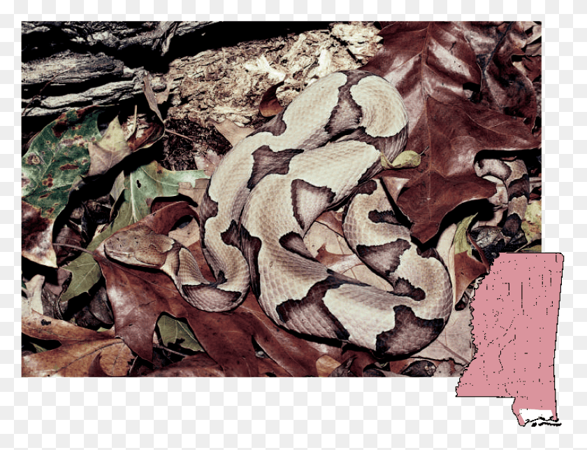 1434x1073 Copperhead Agkistrodon Northern Copperhead, Reptile, Animal HD PNG Download