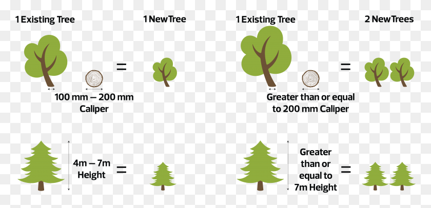 5080x2257 Copy Of Tree Chart02, Plant, Pine, Ornament HD PNG Download