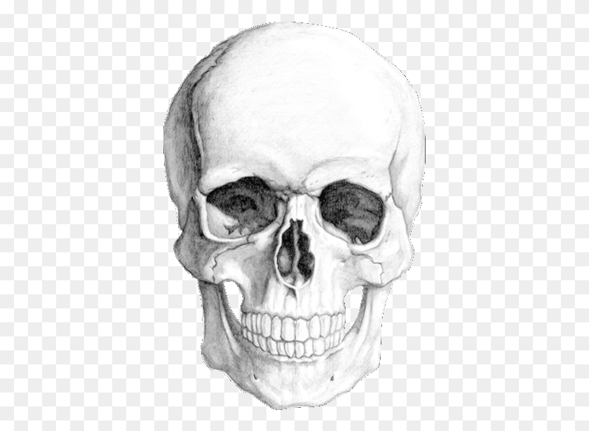 375x555 Dibujo De Cabeza De Calavera Realista, Esqueleto, Persona, Humano Hd Png