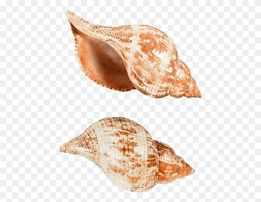 461x591 Coquillage, Conch, Seashell, Invertebrate HD PNG Download