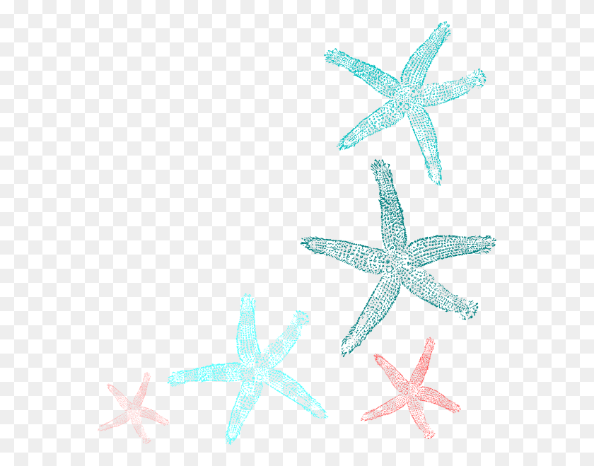 564x599 Coral And Teal Starfish Clip Seashells And Starfish Transparent Clipart, Invertebrate, Sea Life, Animal HD PNG Download