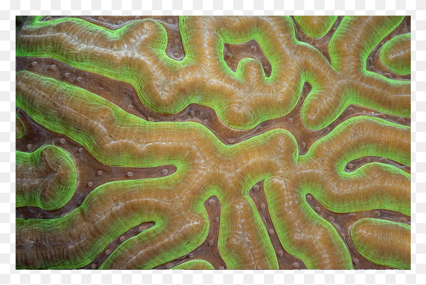 1001x645 Descargar Png Coral Dreaming I Brain Coral, Sea, Outdoors, Water Hd Png