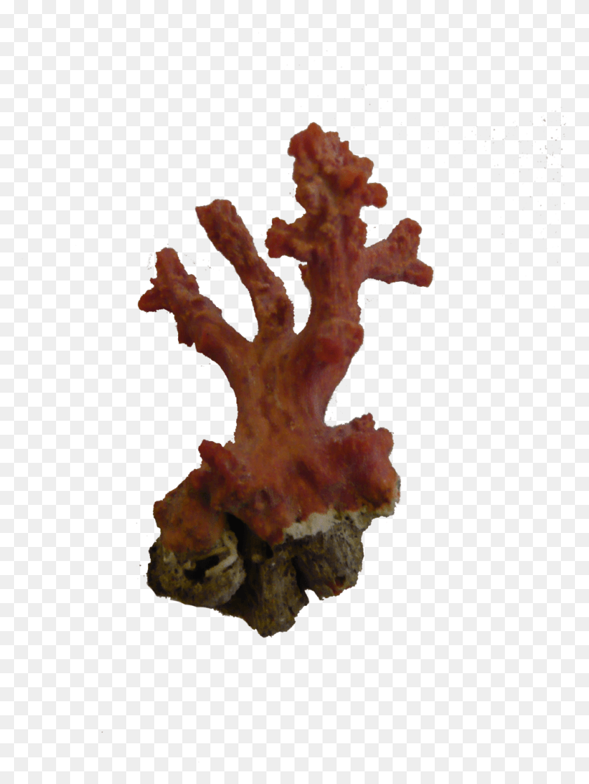 996x1351 Переносимая Сетевая Графика Coral Picture, Природа, На Открытом Воздухе, Вода Png Скачать