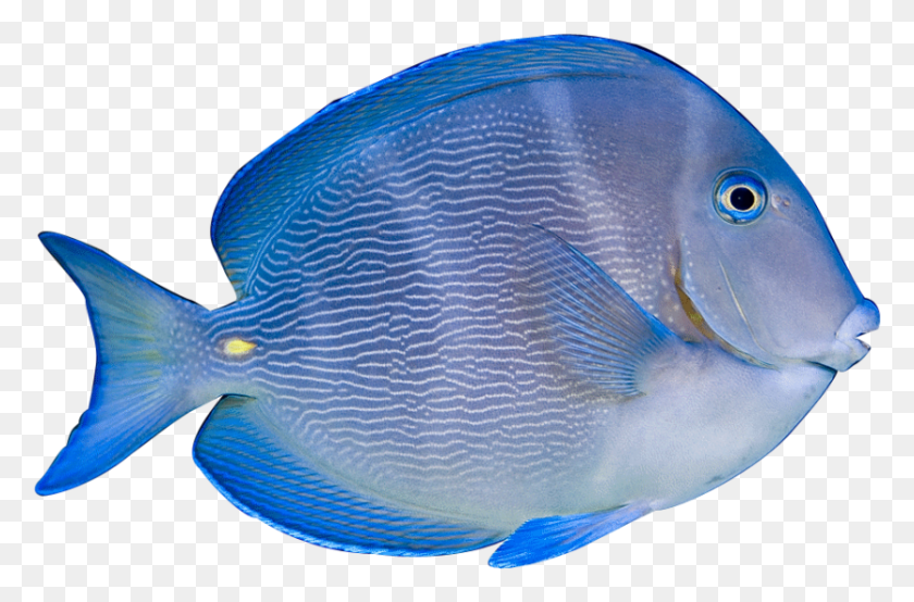 833x528 Рыба Коралловый Риф, Животное, Рыба-Ангел, Морская Жизнь Png Скачать