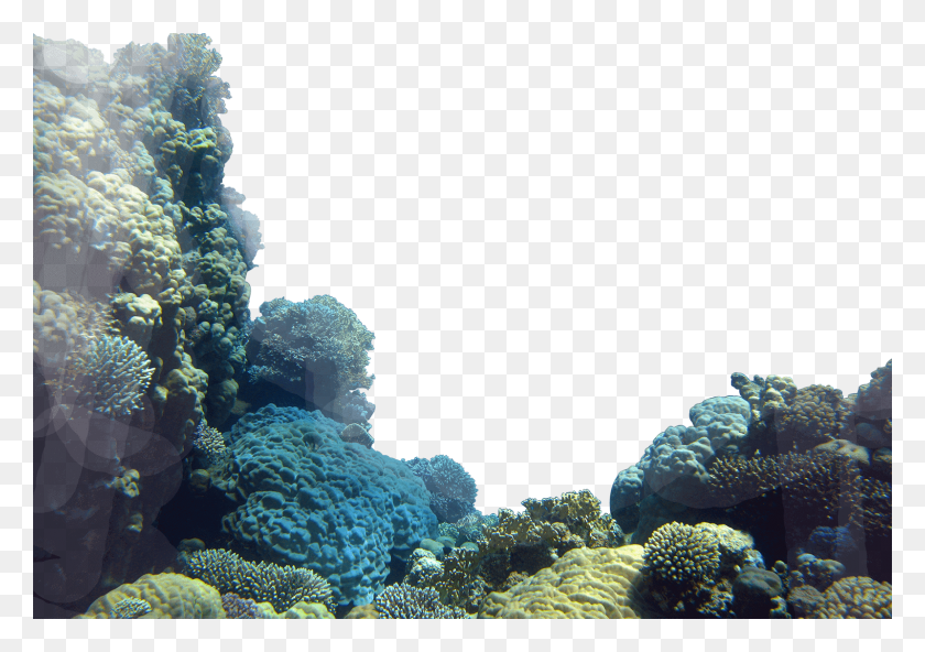 1600x1093 Coral Reef Transparent Coral Reef, Sea, Outdoors, Water HD PNG Download